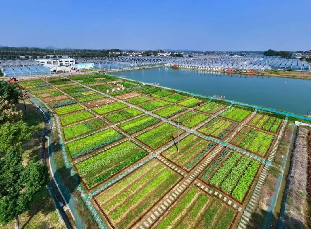 高淳共享菜地_360下载的开心农场怎么玩_都市农人体验