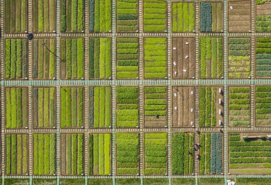 360下载的开心农场怎么玩_都市农人体验_高淳共享菜地