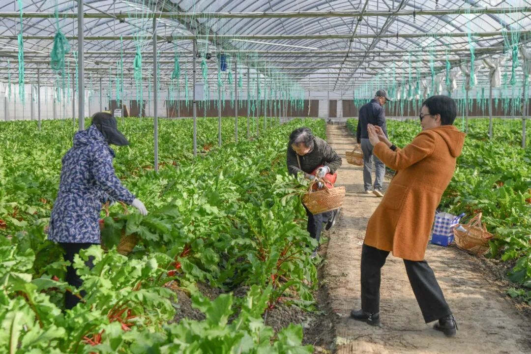 都市农人体验_高淳共享菜地_360下载的开心农场怎么玩