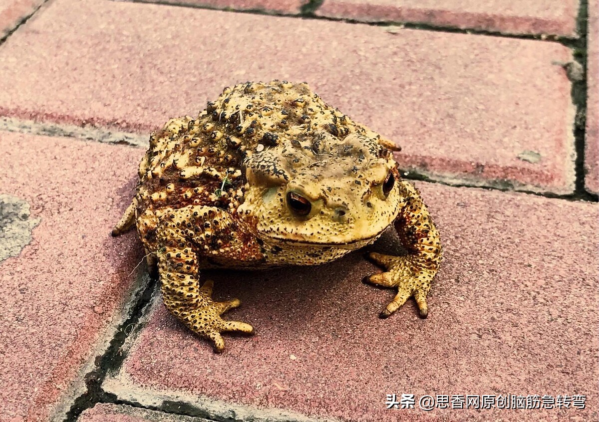 搞笑谜语和答案_黄瓜谜语辨析_揭露假的错的谜语