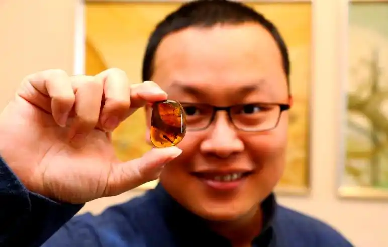 琥珀中的远古世界与文化价值