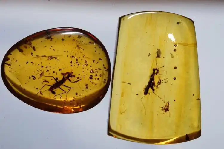 琥珀中恐龙化石_琥珀的生物研究价值_从琥珀发现的远古琥珀