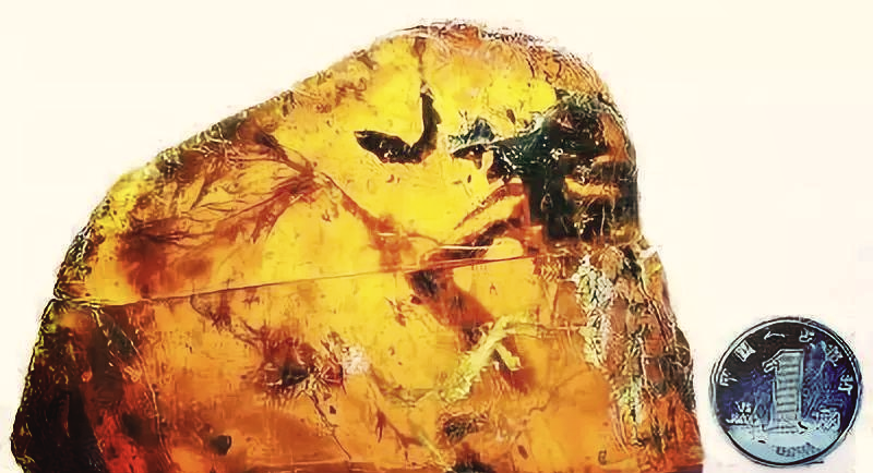 1、琥珀中的古鸟化石