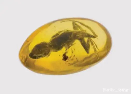 从琥珀发现的远古琥珀_澳大利亚琥珀发现_琥珀形成条件