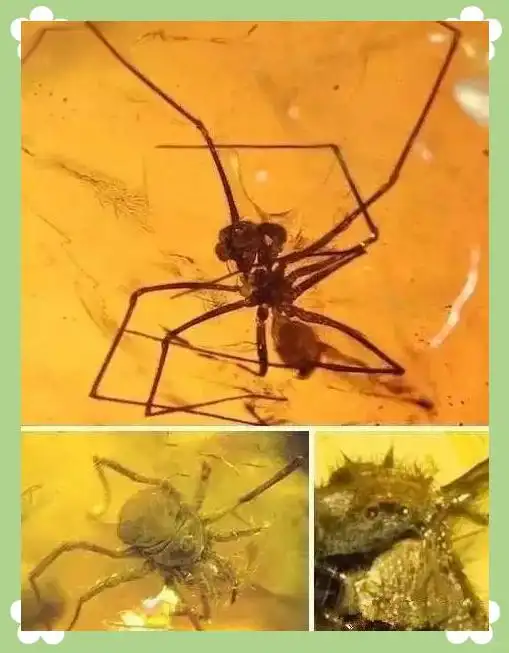 从琥珀发现的远古琥珀_琥珀中的远古动物_蜘蛛琥珀形成过程