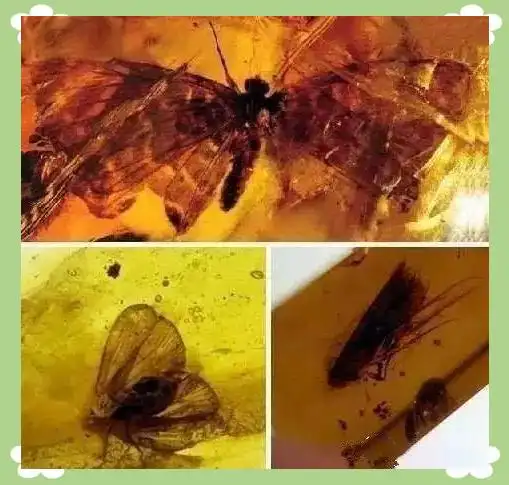 从琥珀发现的远古琥珀_琥珀中的远古动物_蜘蛛琥珀形成过程