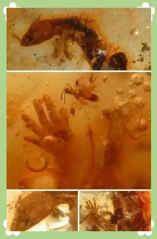 蜘蛛琥珀形成过程_从琥珀发现的远古琥珀_琥珀中的远古动物