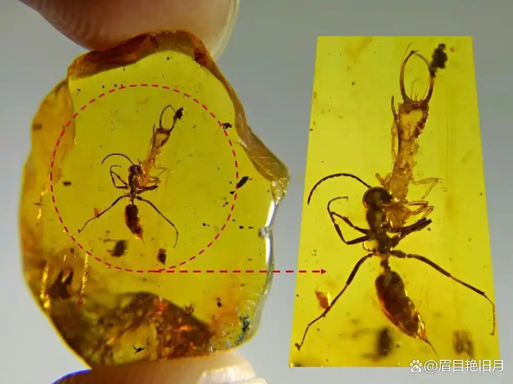 史前蚂蚁琥珀 九千九百万年蚂蚁研究 史前琥珀蚂蚁猎物关系_从琥珀发现的远古琥珀
