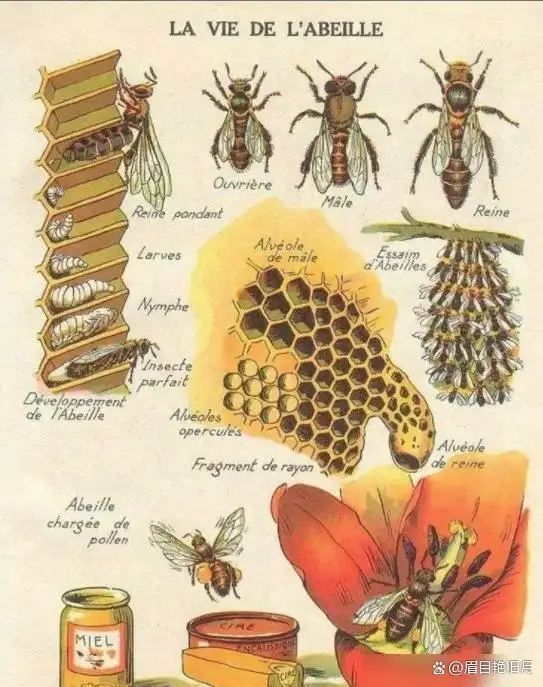从琥珀发现的远古琥珀_史前蚂蚁琥珀 九千九百万年蚂蚁研究 史前琥珀蚂蚁猎物关系