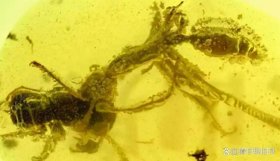 史前蚂蚁琥珀 九千九百万年蚂蚁研究 史前琥珀蚂蚁猎物关系_从琥珀发现的远古琥珀