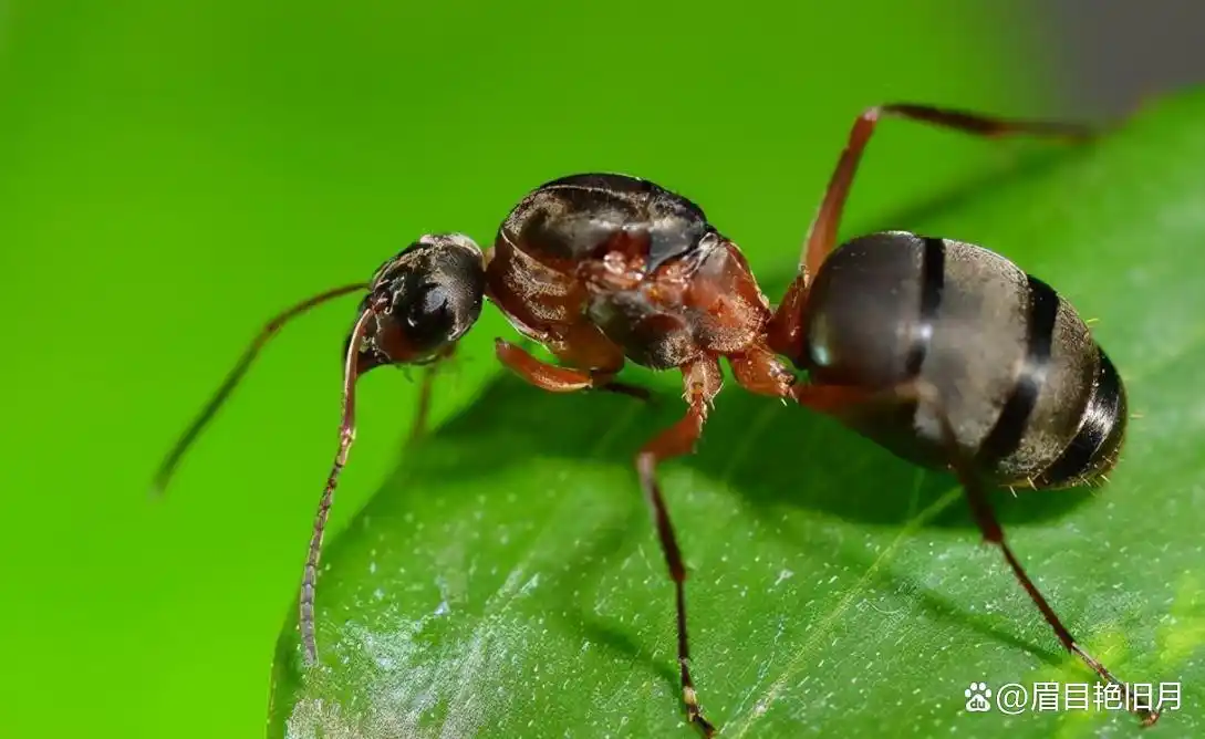 史前蚂蚁琥珀 九千九百万年蚂蚁研究 史前琥珀蚂蚁猎物关系_从琥珀发现的远古琥珀