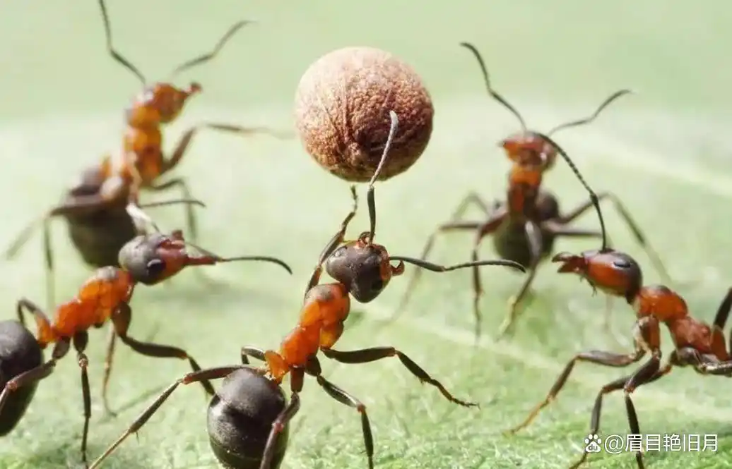 从琥珀发现的远古琥珀_史前蚂蚁琥珀 九千九百万年蚂蚁研究 史前琥珀蚂蚁猎物关系