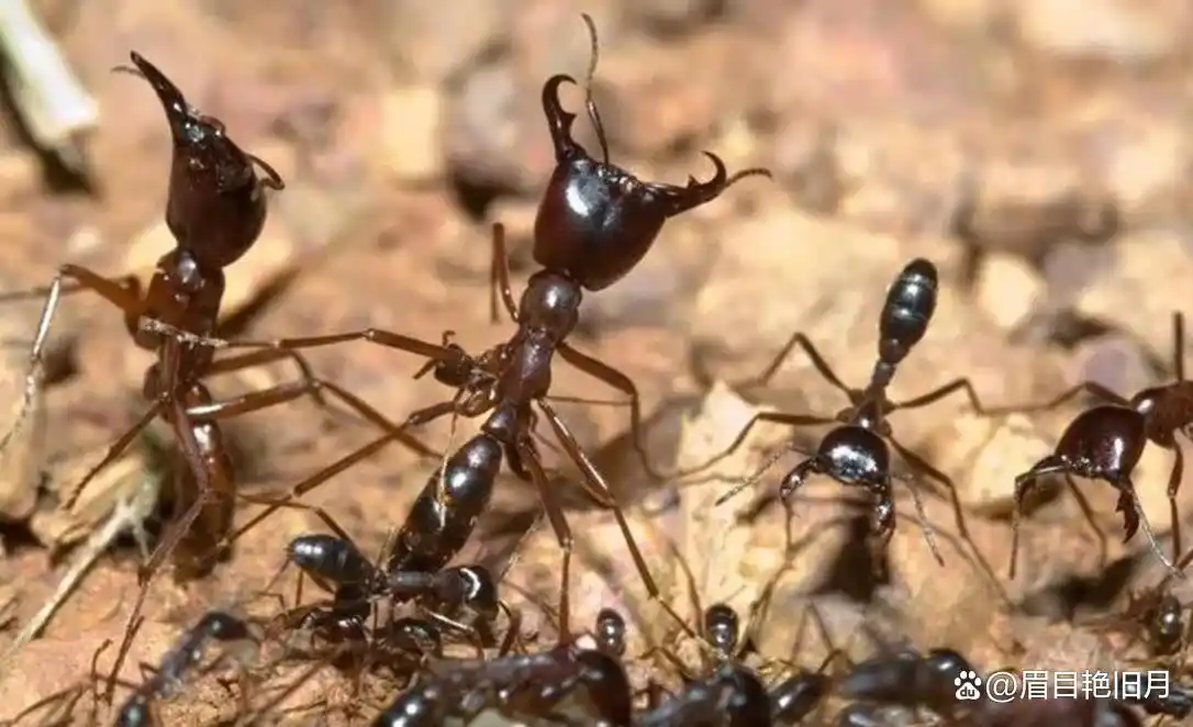 史前蚂蚁琥珀 九千九百万年蚂蚁研究 史前琥珀蚂蚁猎物关系_从琥珀发现的远古琥珀
