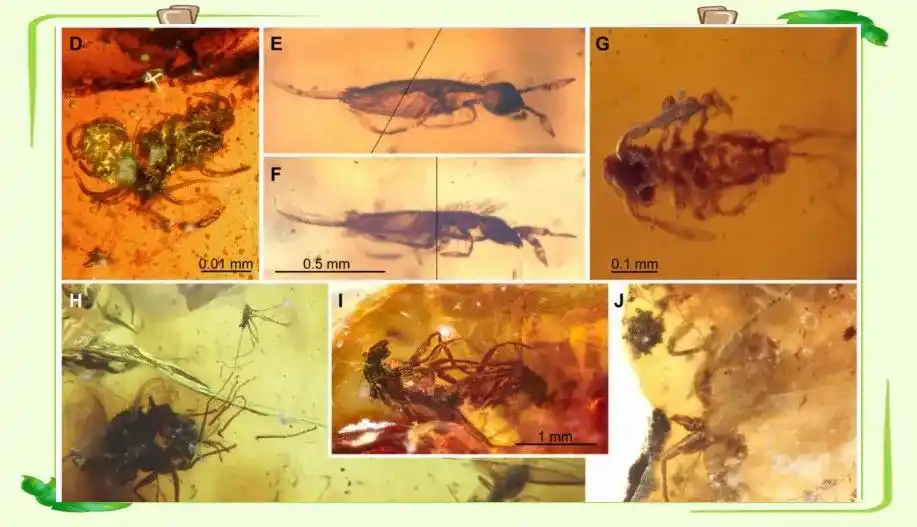 琥珀中的古生物化石_从琥珀发现的远古琥珀_琥珀形成过程
