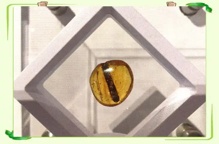 琥珀中的古生物化石_从琥珀发现的远古琥珀_琥珀形成过程