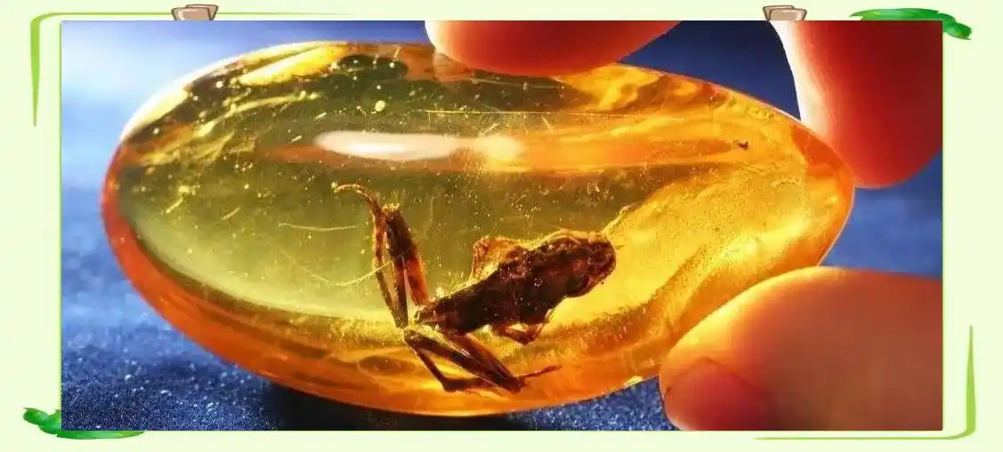 从琥珀发现的远古琥珀_琥珀中的古生物化石_琥珀形成过程