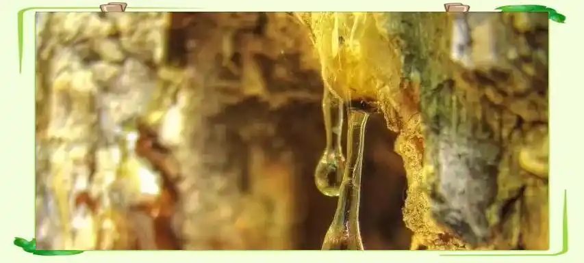 琥珀形成过程_琥珀中的古生物化石_从琥珀发现的远古琥珀