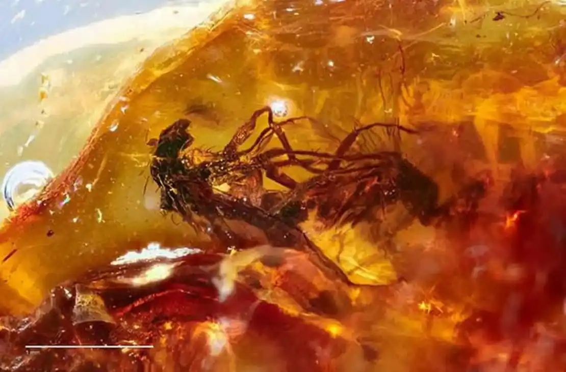 虫珀研究价值_从琥珀发现的远古琥珀_琥珀形成过程