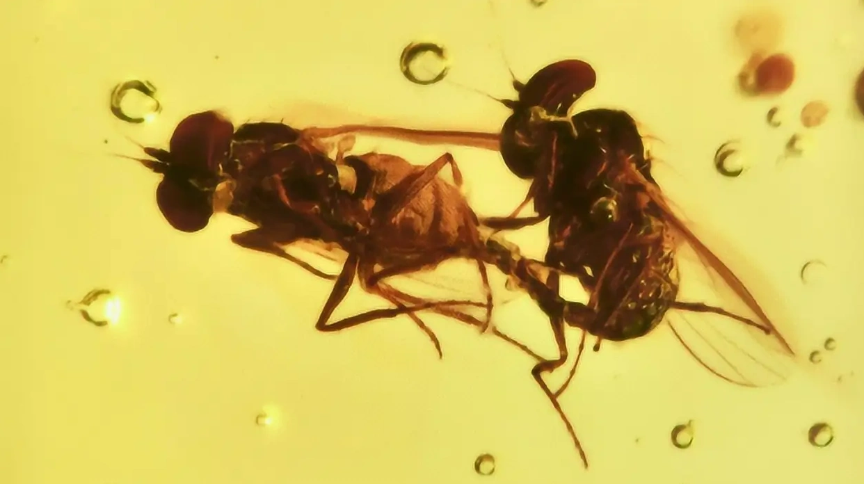 从琥珀发现的远古琥珀_琥珀形成过程_虫珀研究价值