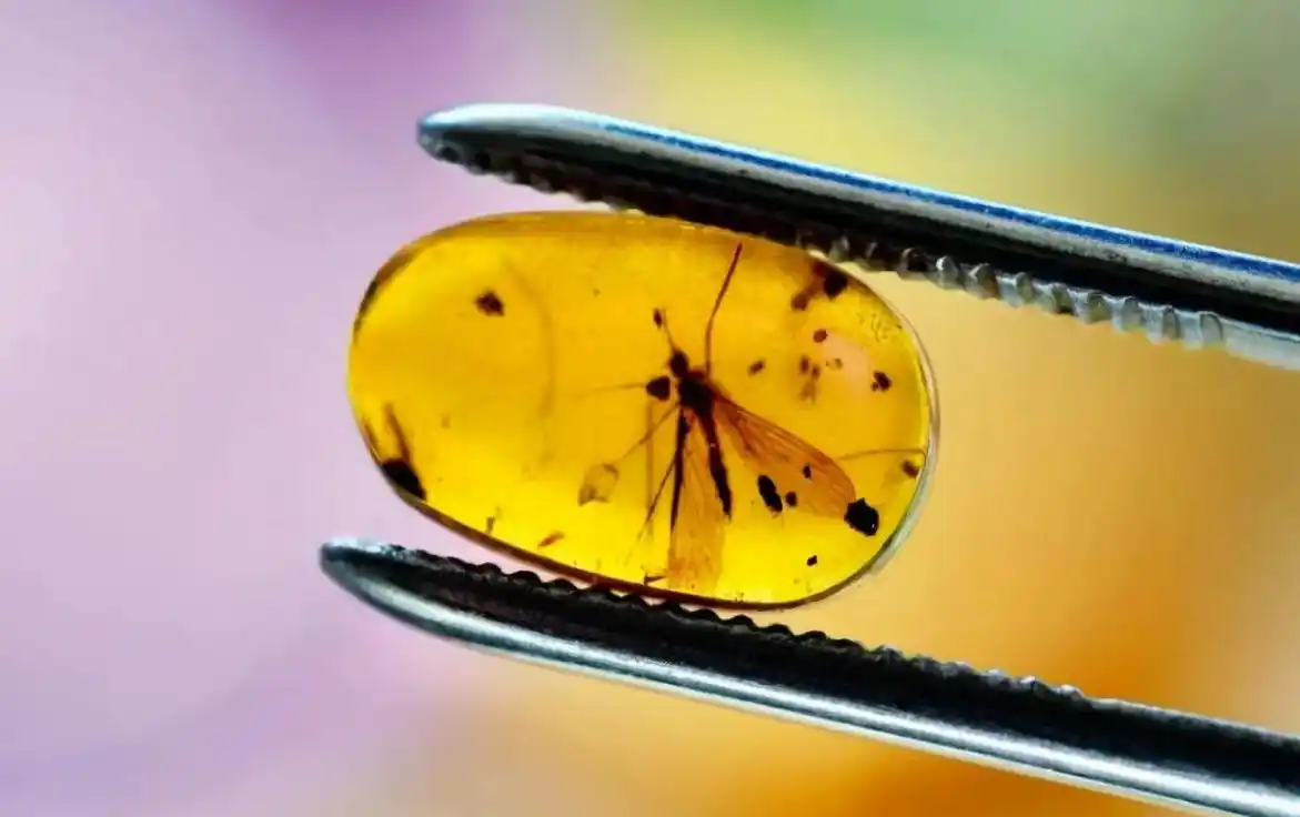 从琥珀发现的远古琥珀_琥珀形成过程_虫珀研究价值