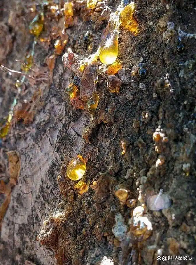 从琥珀发现的远古琥珀_漳浦琥珀科学研究_福建漳浦琥珀