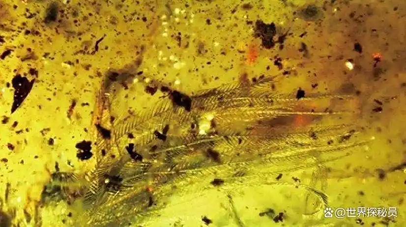 从琥珀发现的远古琥珀_福建漳浦琥珀_漳浦琥珀科学研究