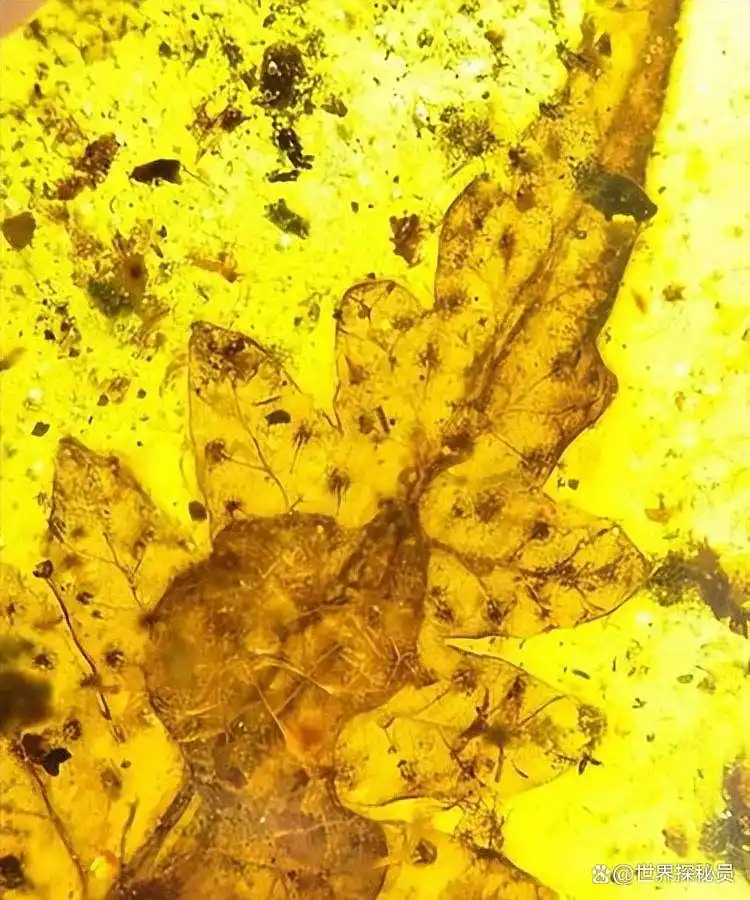 从琥珀发现的远古琥珀_福建漳浦琥珀_漳浦琥珀科学研究