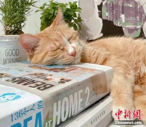 撸猫师_撸猫师_撸猫师