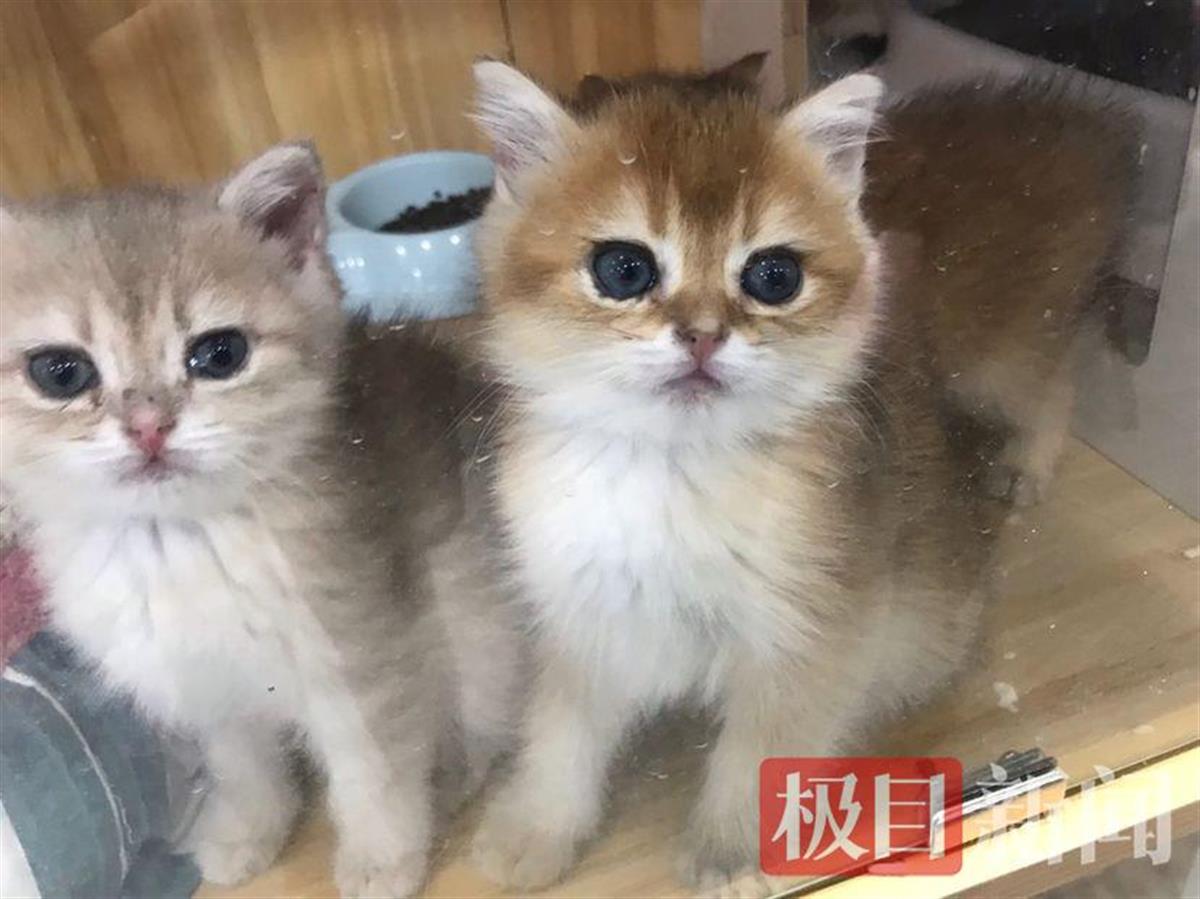 月薪8000起，上班撸猫，你愿意做一位猫粮品尝师吗？