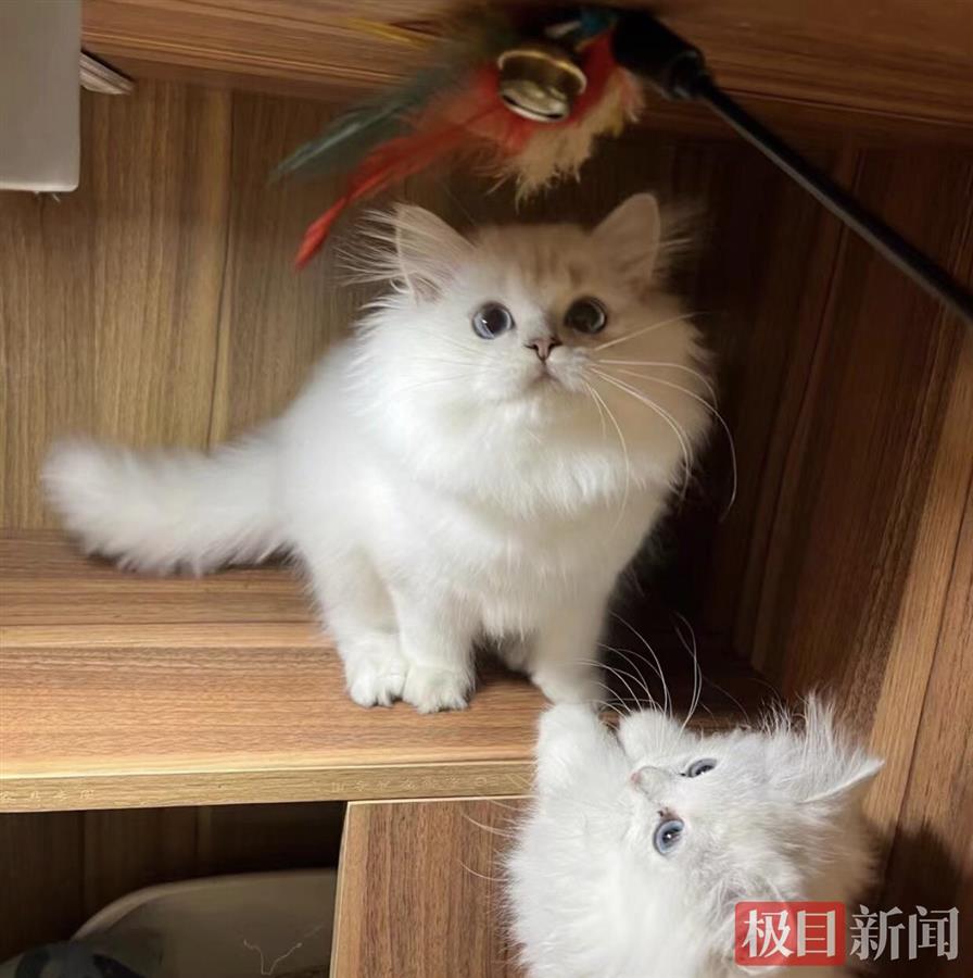 猫粮品尝师_猫粮测评职业_撸猫师