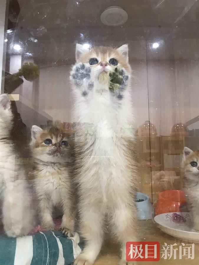 撸猫师_猫粮品尝师_猫粮测评职业