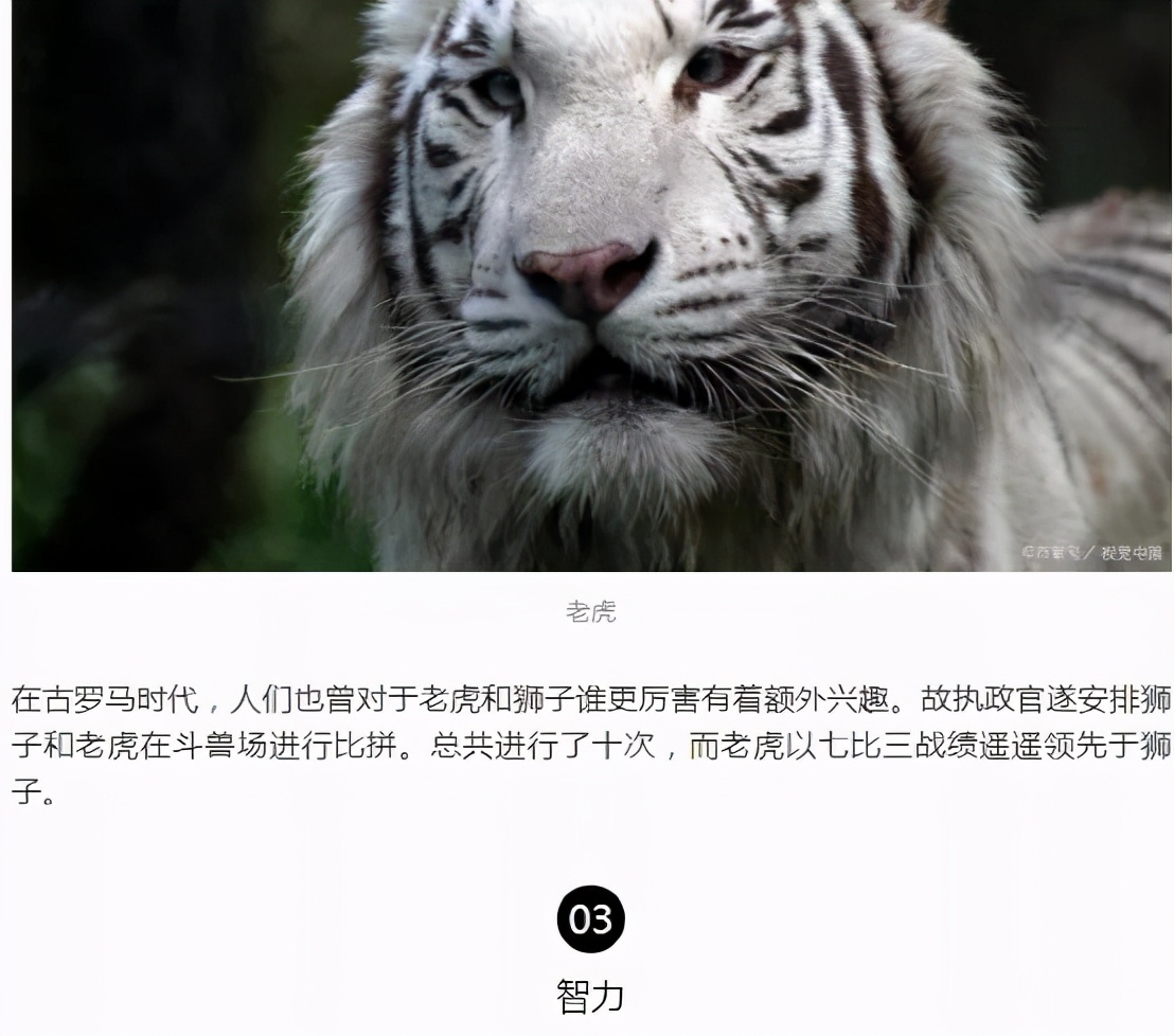 谁是百兽之王 狮子与老虎的强弱对比 狮虎之争的历史与科学分析_狮子战争攻略