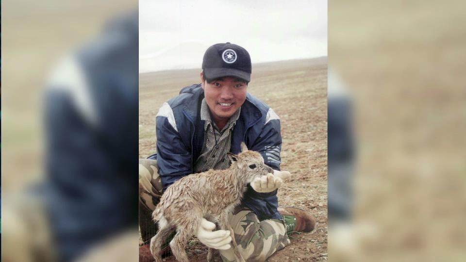 藏羚羊母爱故事刘宇军_藏羚羊生死迁徙视频_《正大综艺·动物来啦》藏羚羊迁徙视频首播