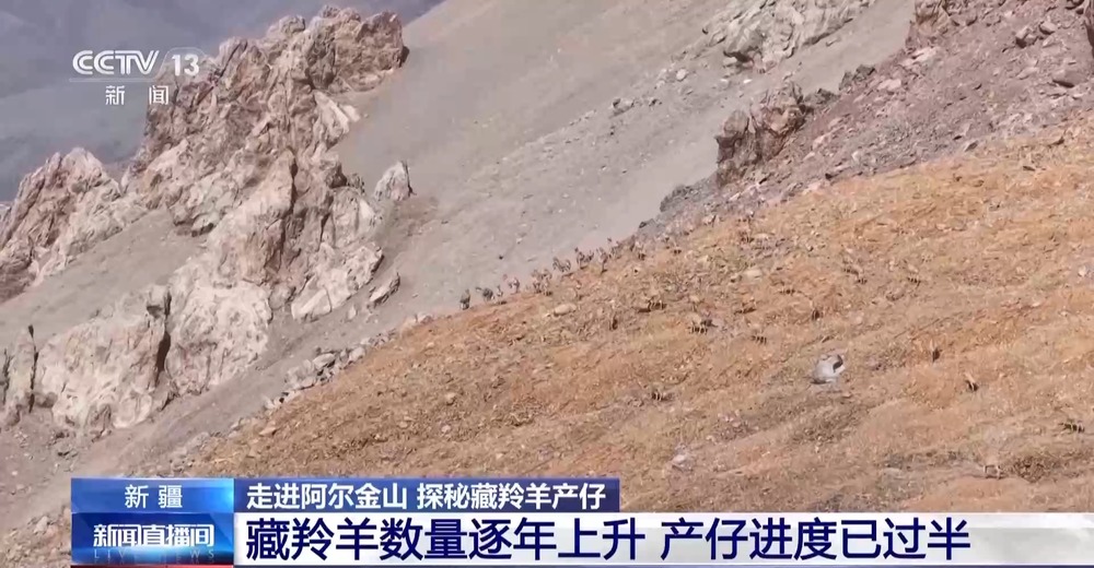 阿尔金山国家级自然保护区藏羚羊迁徙_新疆阿尔金山藏羚羊产崽季节_藏羚羊生死迁徙视频