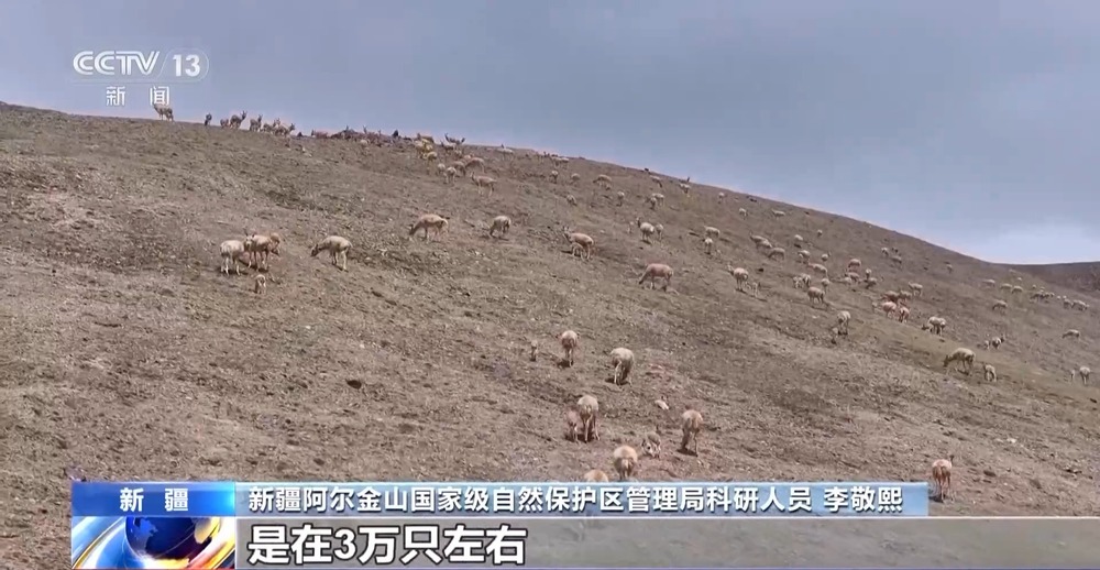 藏羚羊生死迁徙视频_阿尔金山国家级自然保护区藏羚羊迁徙_新疆阿尔金山藏羚羊产崽季节