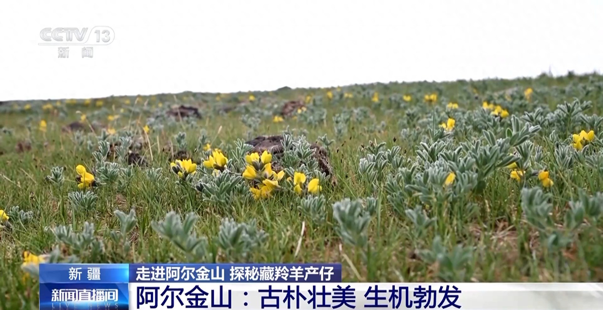 阿尔金山国家级自然保护区_藏羚羊迁徙产崽_藏羚羊生死迁徙视频