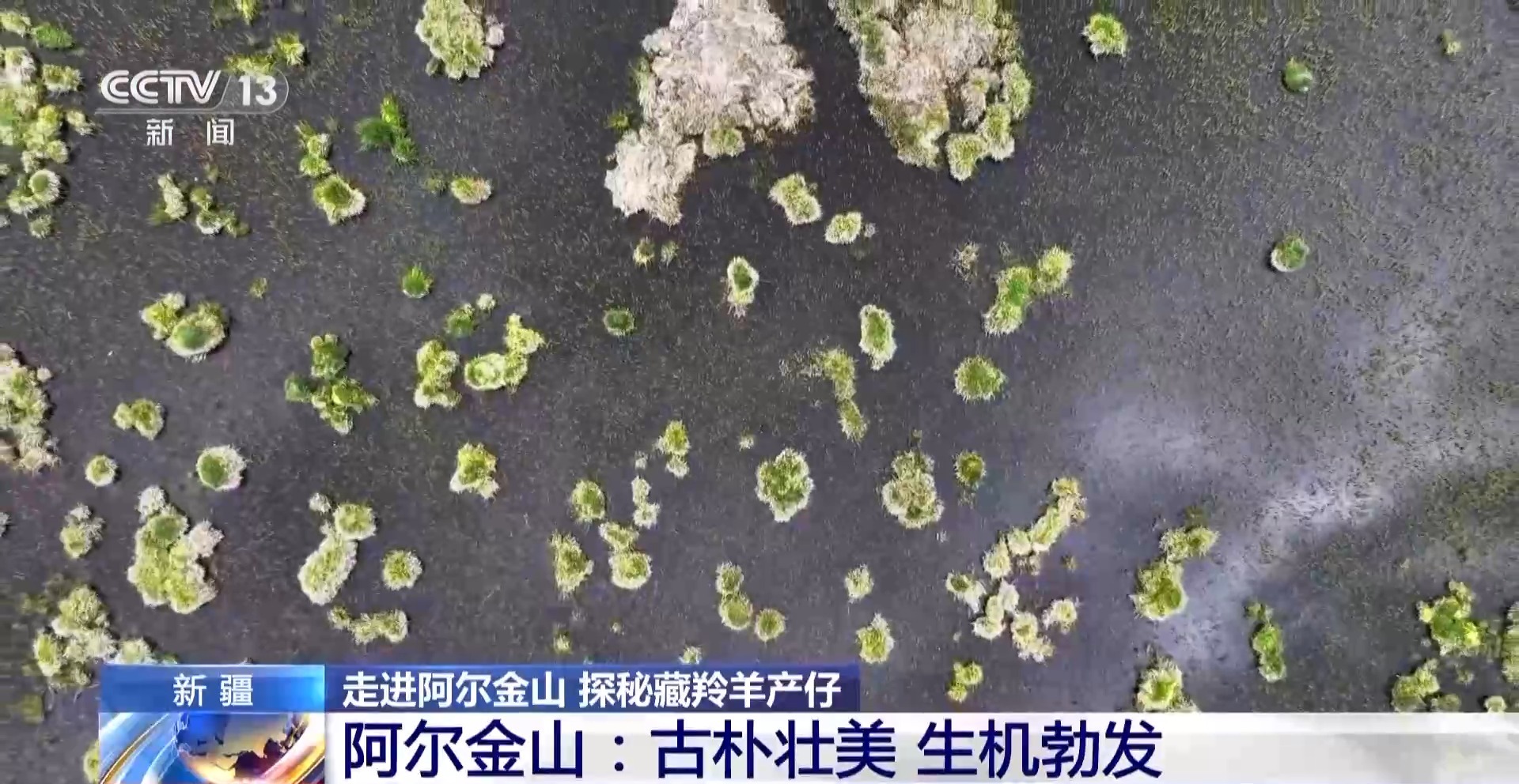 藏羚羊迁徙产崽_藏羚羊生死迁徙视频_阿尔金山国家级自然保护区