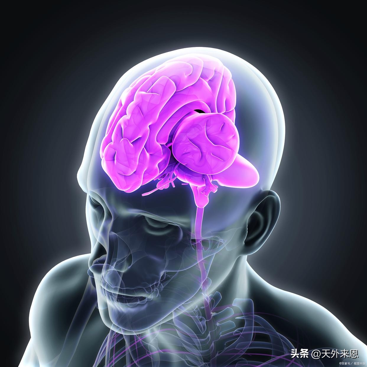 右脑及左脑_左脑右脑功能区别_胼胝体连接作用