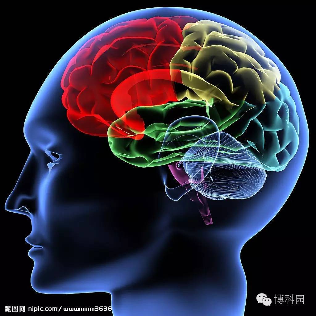 博科园｜你是左脑人还是右脑人?