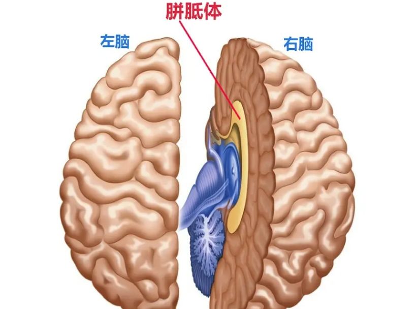 右脑及左脑_男孩大脑发育缓慢_男孩左右脑协作能力差
