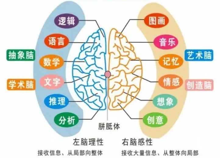 男孩大脑发育缓慢_男孩左右脑协作能力差_右脑及左脑