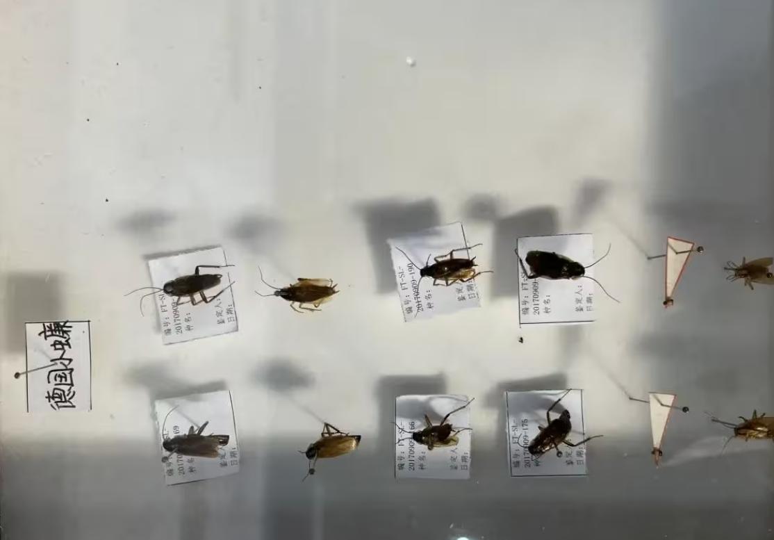 北京河南出现大蟑螂_南方会飞大蟑螂_蟑螂会飞吗 爬得快吗