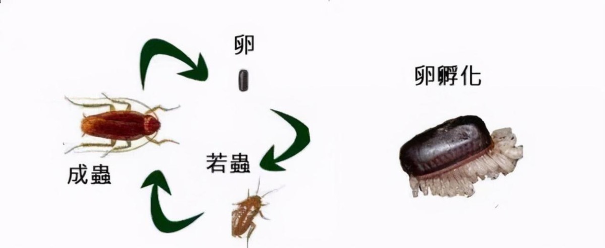 上海蟑螂入侵居民楼_上海蟑螂防治方法_蟑螂会飞吗 爬得快吗