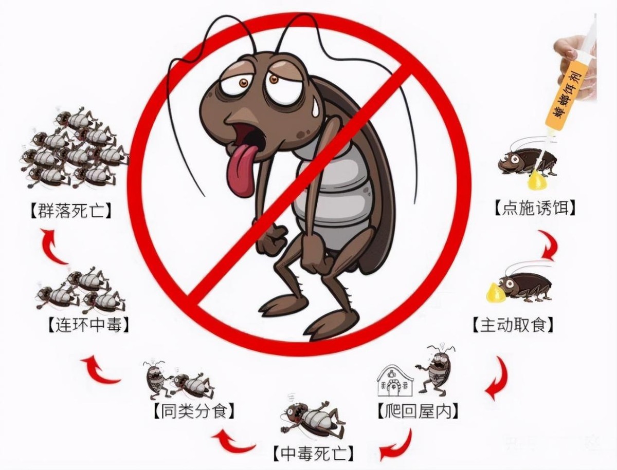 蟑螂会飞吗 爬得快吗_上海蟑螂入侵居民楼_上海蟑螂防治方法