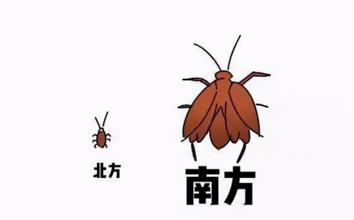 上海蟑螂入侵居民楼_蟑螂会飞吗 爬得快吗_上海蟑螂防治方法