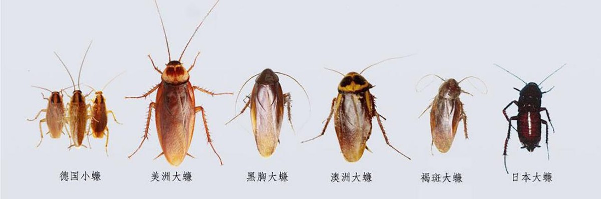 上海蟑螂防治方法_蟑螂会飞吗 爬得快吗_上海蟑螂入侵居民楼