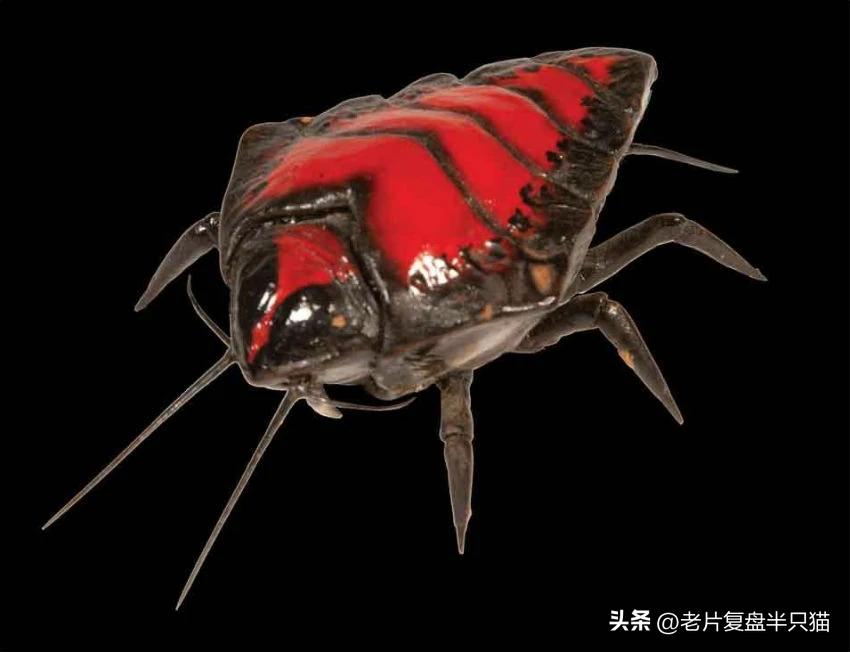 星河战队游戏秘籍_虫族勇士介绍_星河战队虫族兵种