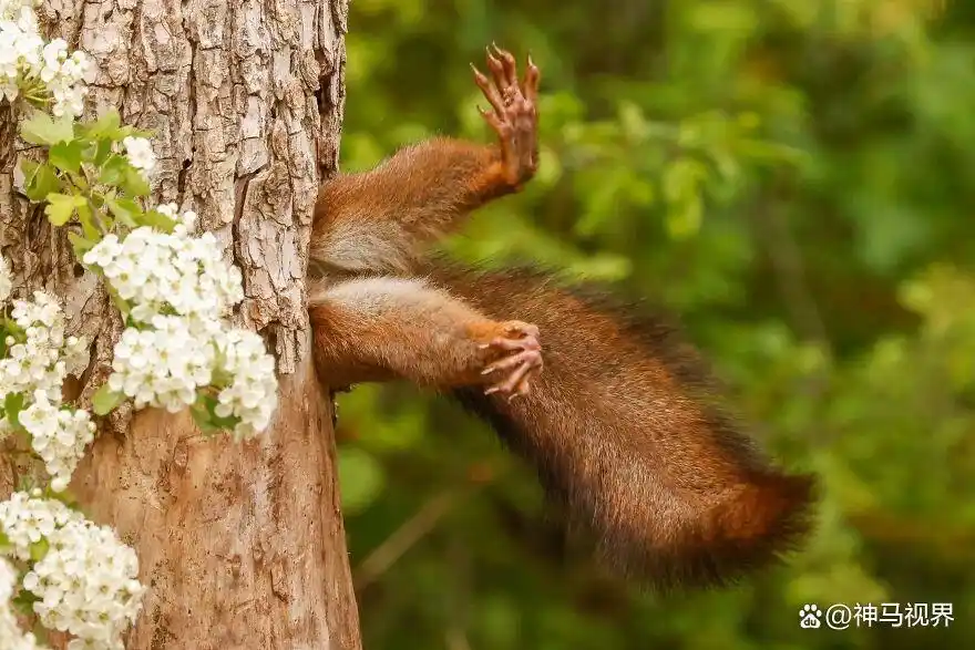 爆笑动物趣图_动物摄影大赛搞笑入围作品_动物王国古怪照片集锦