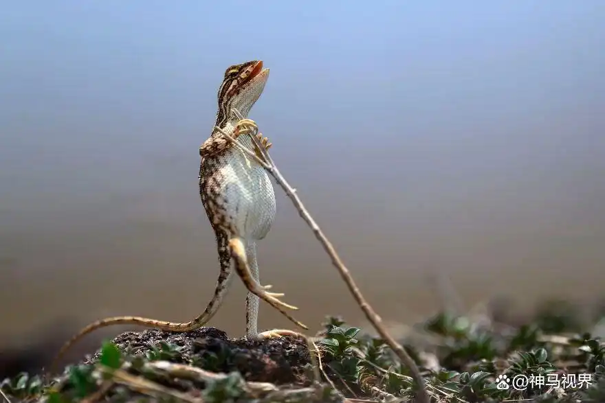 动物王国古怪照片集锦_爆笑动物趣图_动物摄影大赛搞笑入围作品