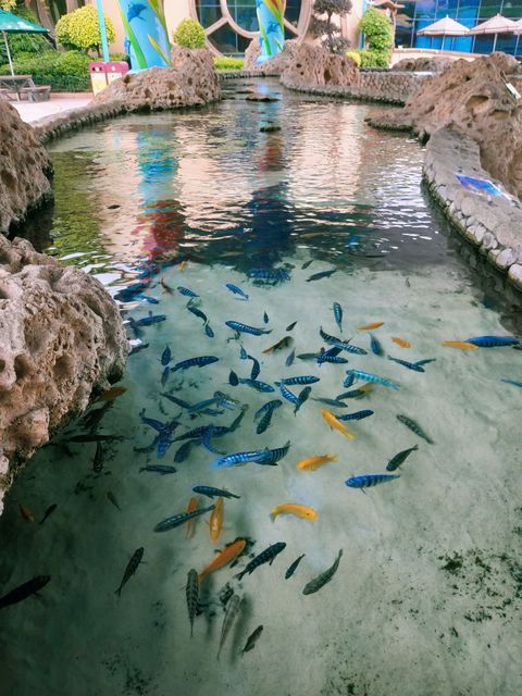 珠海长隆海洋王国触摸池图片